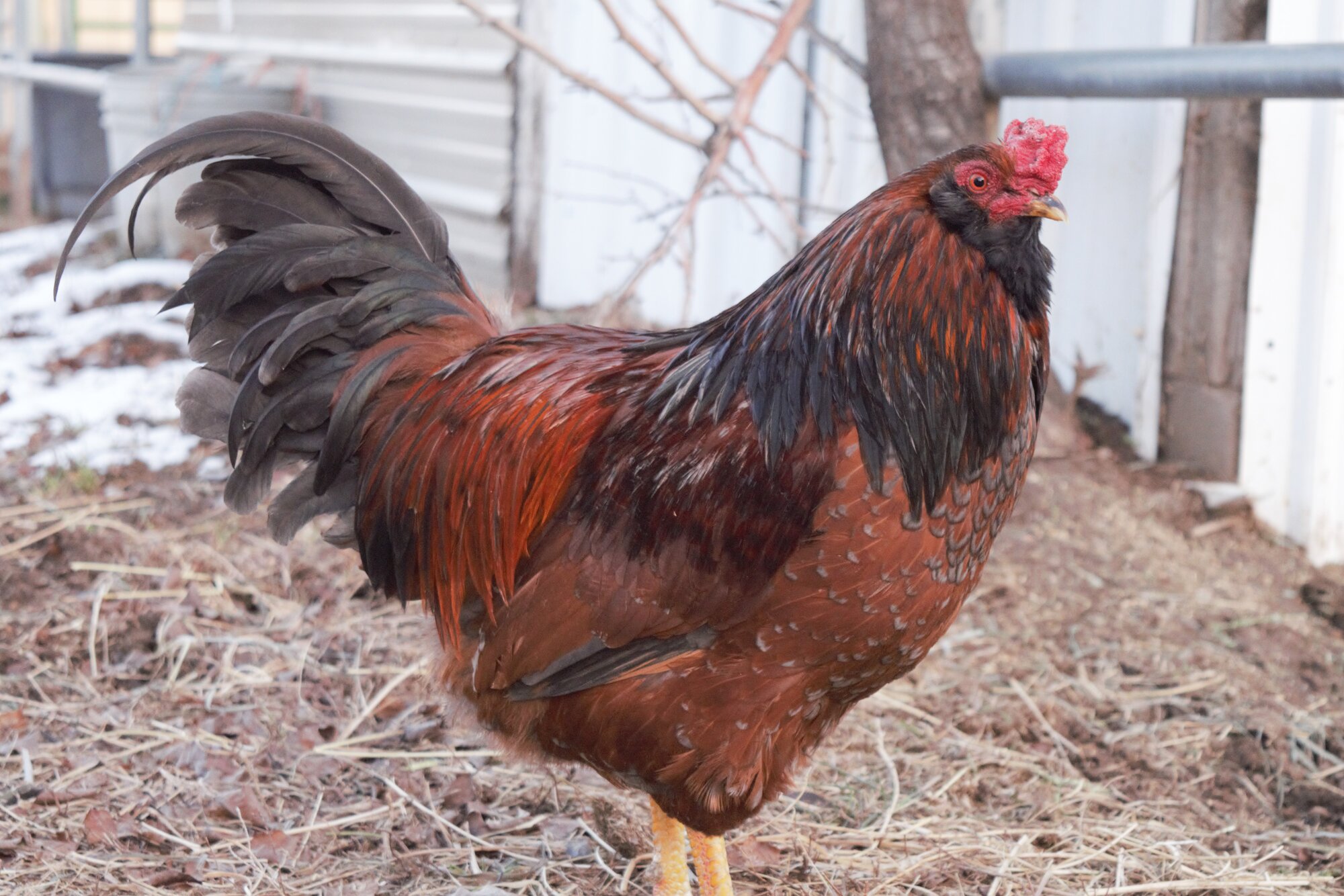 Some Poultry Are Red, Some Are Blue, But Let's Not Forget, They Can Be Barred Too! 120.jpg