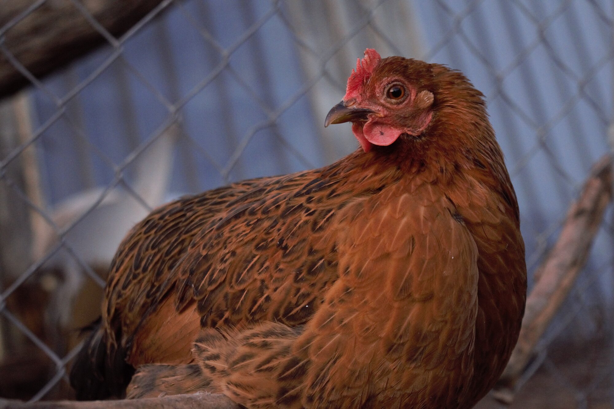 Some Poultry Are Red, Some Are Blue, But Let's Not Forget, They Can Be Barred Too! 121.jpg