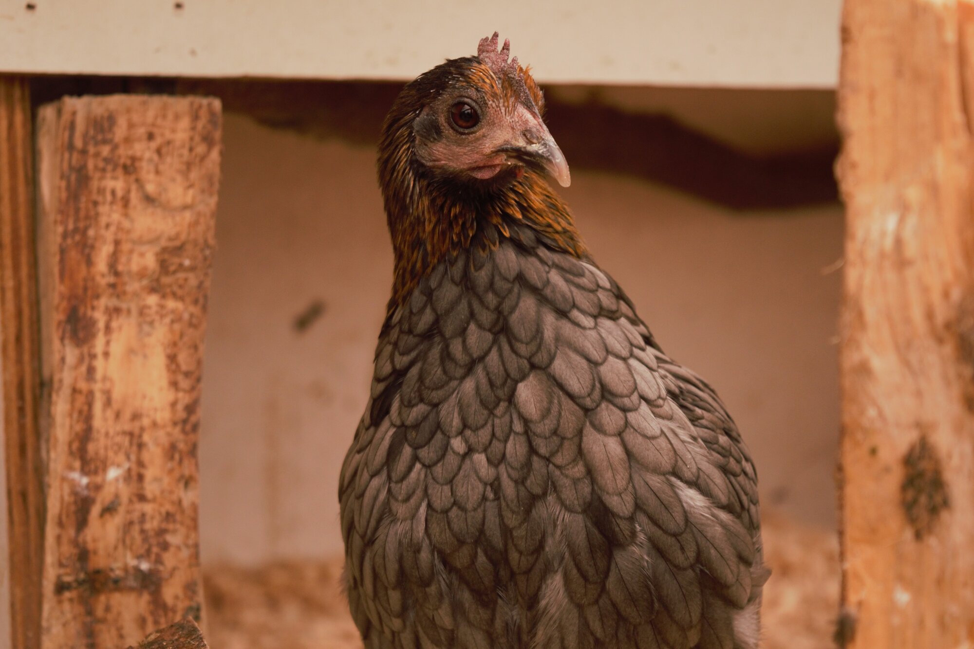 Some Poultry Are Red, Some Are Blue, But Let's Not Forget, They Can Be Barred Too! 122.jpg
