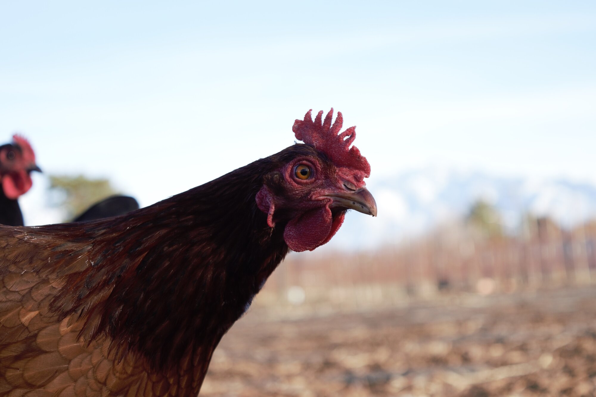 Some Poultry Are Red, Some Are Blue, But Let's Not Forget, They Can Be Barred Too! 123.jpg
