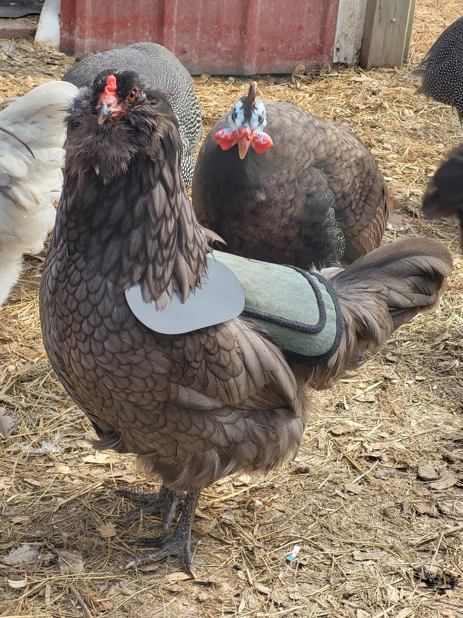 Some Poultry Are Red, Some Are Blue, But Let's Not Forget, They Can Be Barred Too! 124.jpg