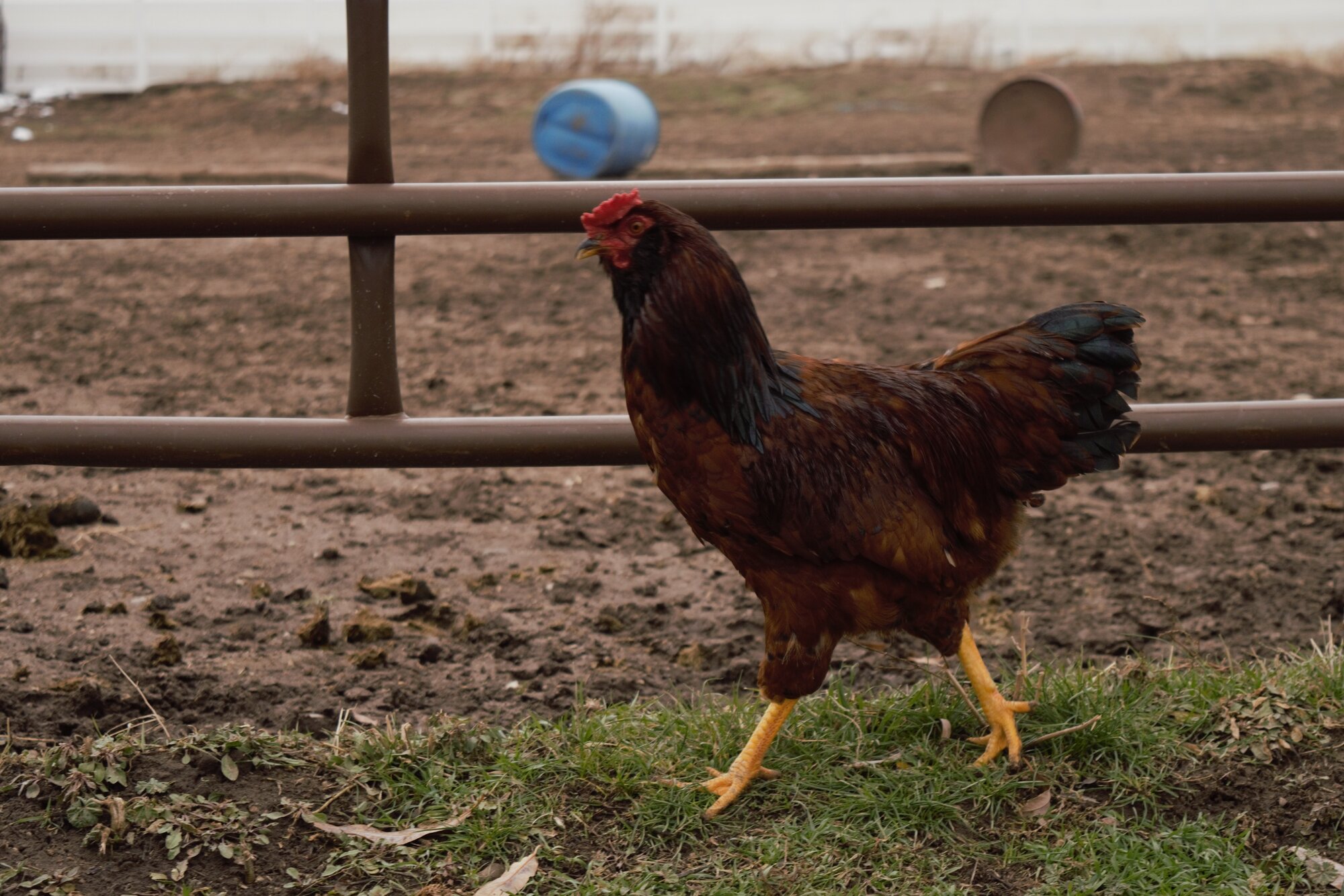 Some Poultry Are Red, Some Are Blue, But Let's Not Forget, They Can Be Barred Too! 125.jpg