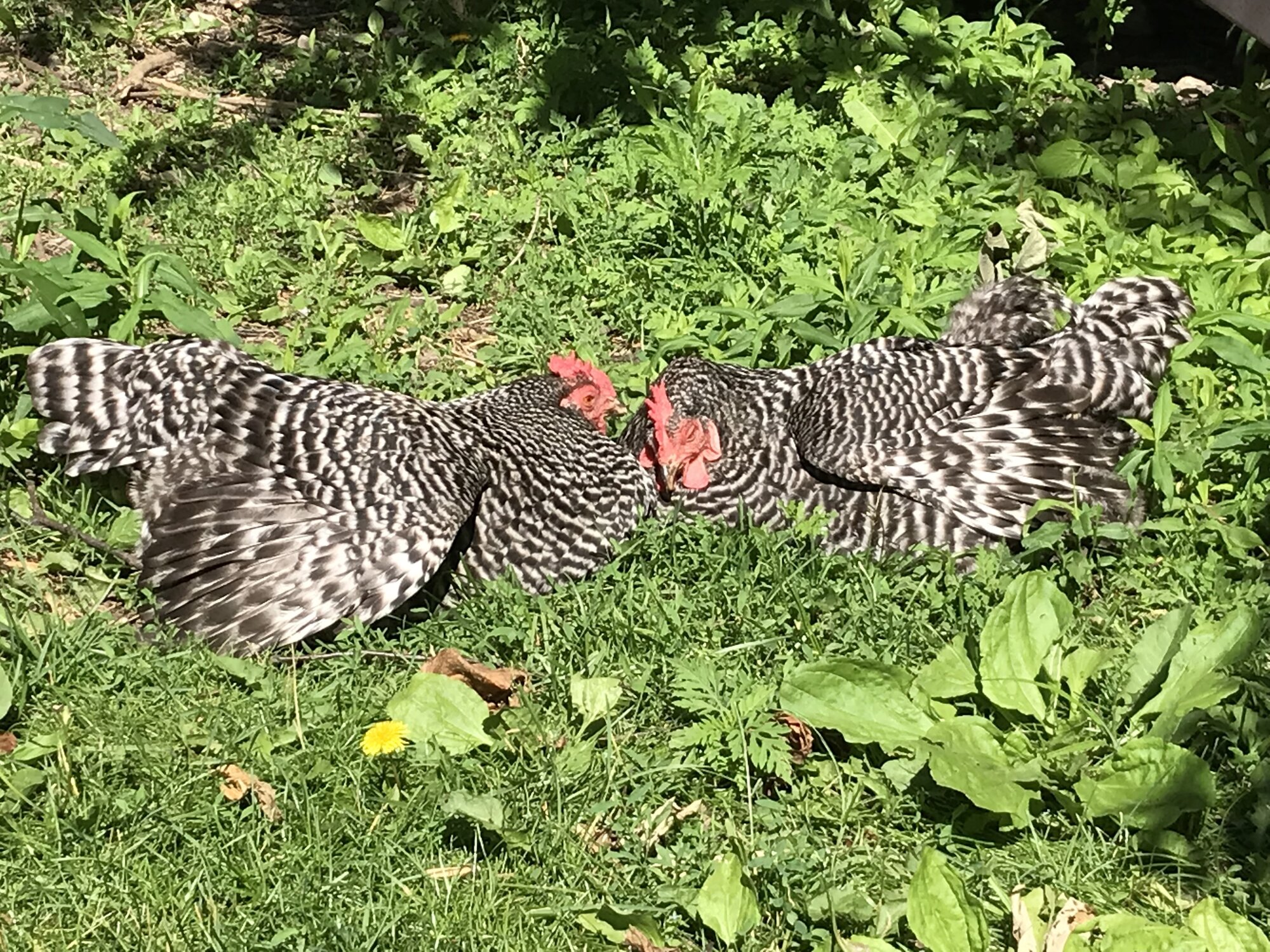 Some Poultry Are Red, Some Are Blue, But Let's Not Forget, They Can Be Barred Too! 127.jpg