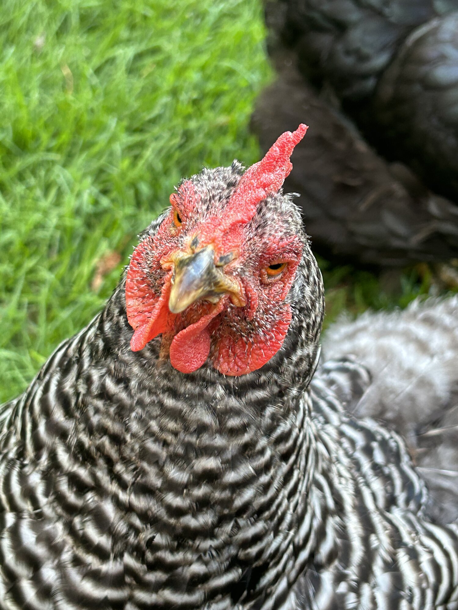 Some Poultry Are Red, Some Are Blue, But Let's Not Forget, They Can Be Barred Too! 128.jpg