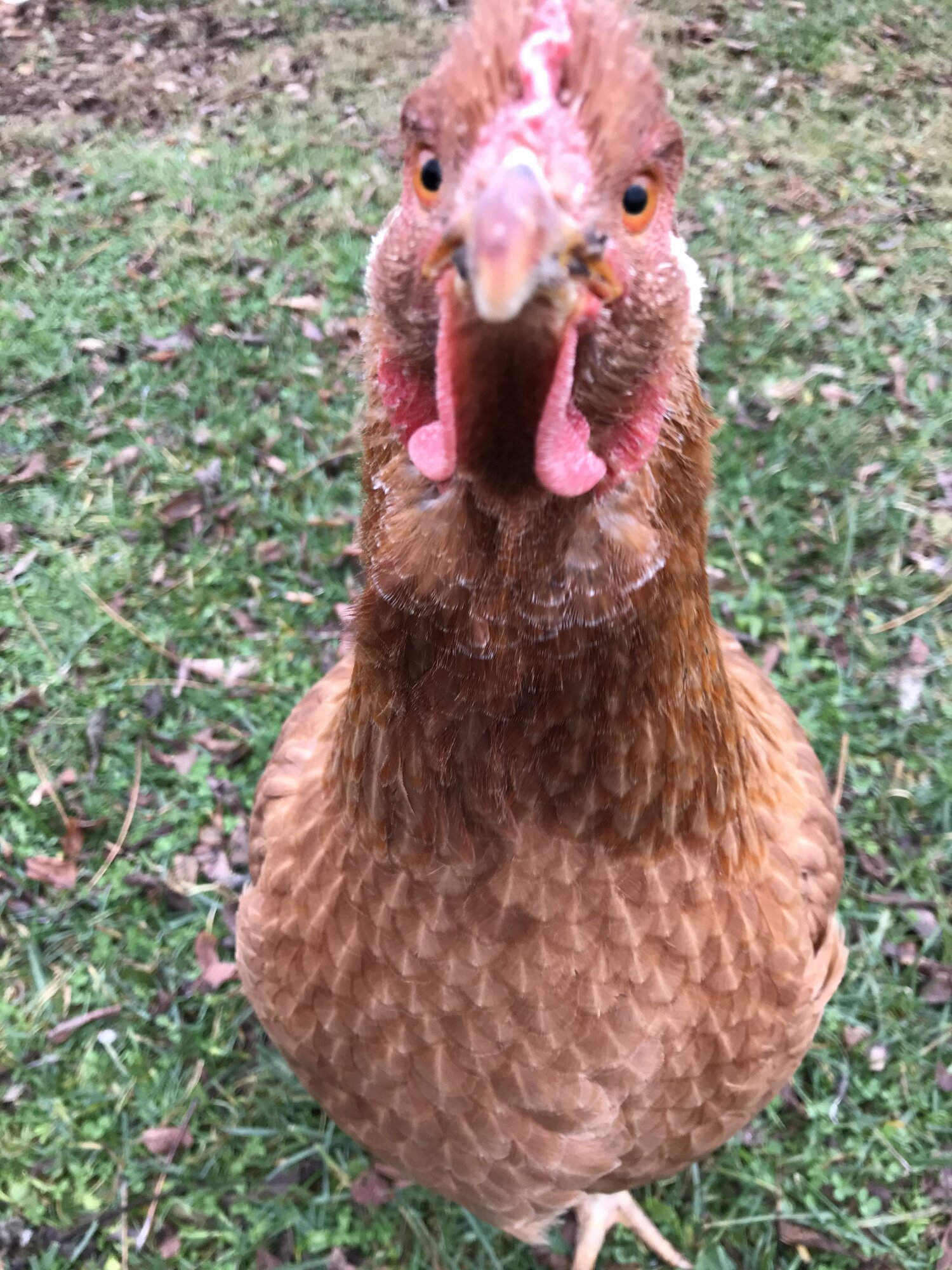 Some Poultry Are Red, Some Are Blue, But Let's Not Forget, They Can Be Barred Too! 129.jpg