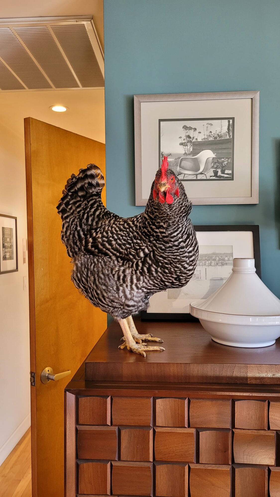 Some Poultry Are Red, Some Are Blue, But Let's Not Forget, They Can Be Barred Too! 13.jpg