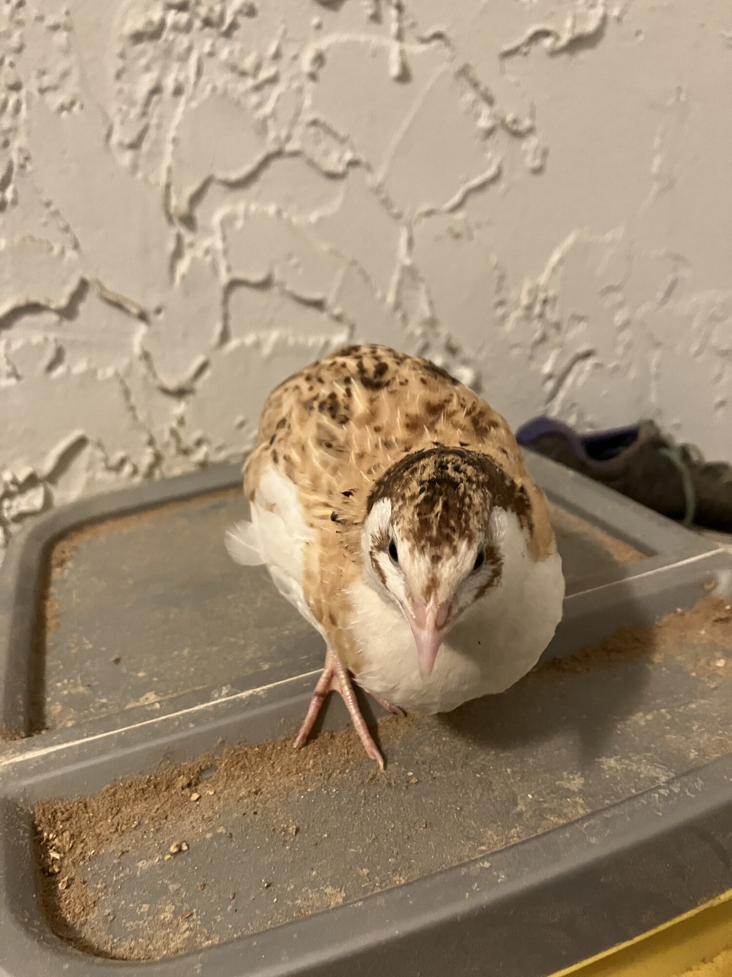 Some Poultry Are Red, Some Are Blue, But Let's Not Forget, They Can Be Barred Too! 130.jpg