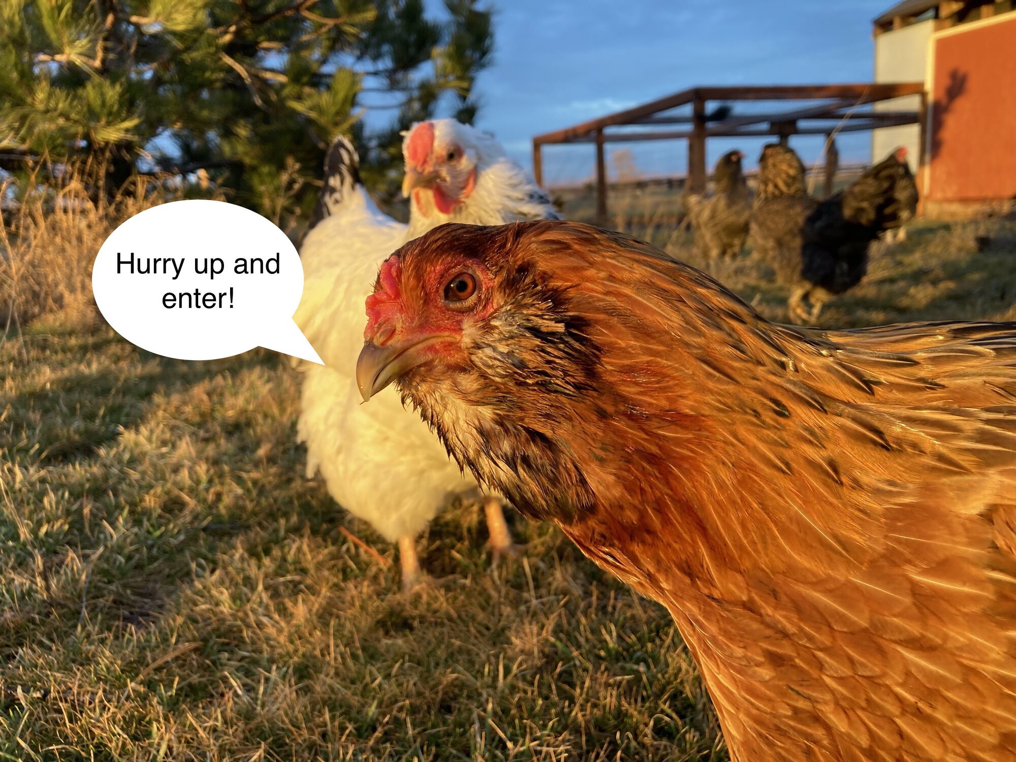 Some Poultry Are Red, Some Are Blue, But Let's Not Forget, They Can Be Barred Too! 131.jpg