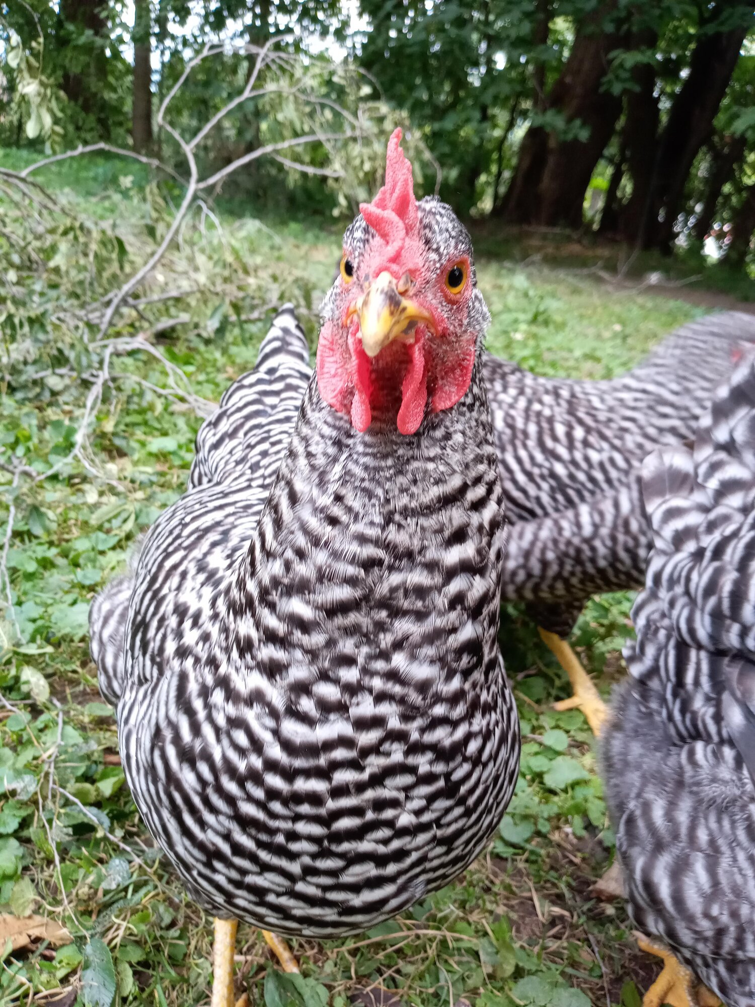 Some Poultry Are Red, Some Are Blue, But Let's Not Forget, They Can Be Barred Too! 133.jpg