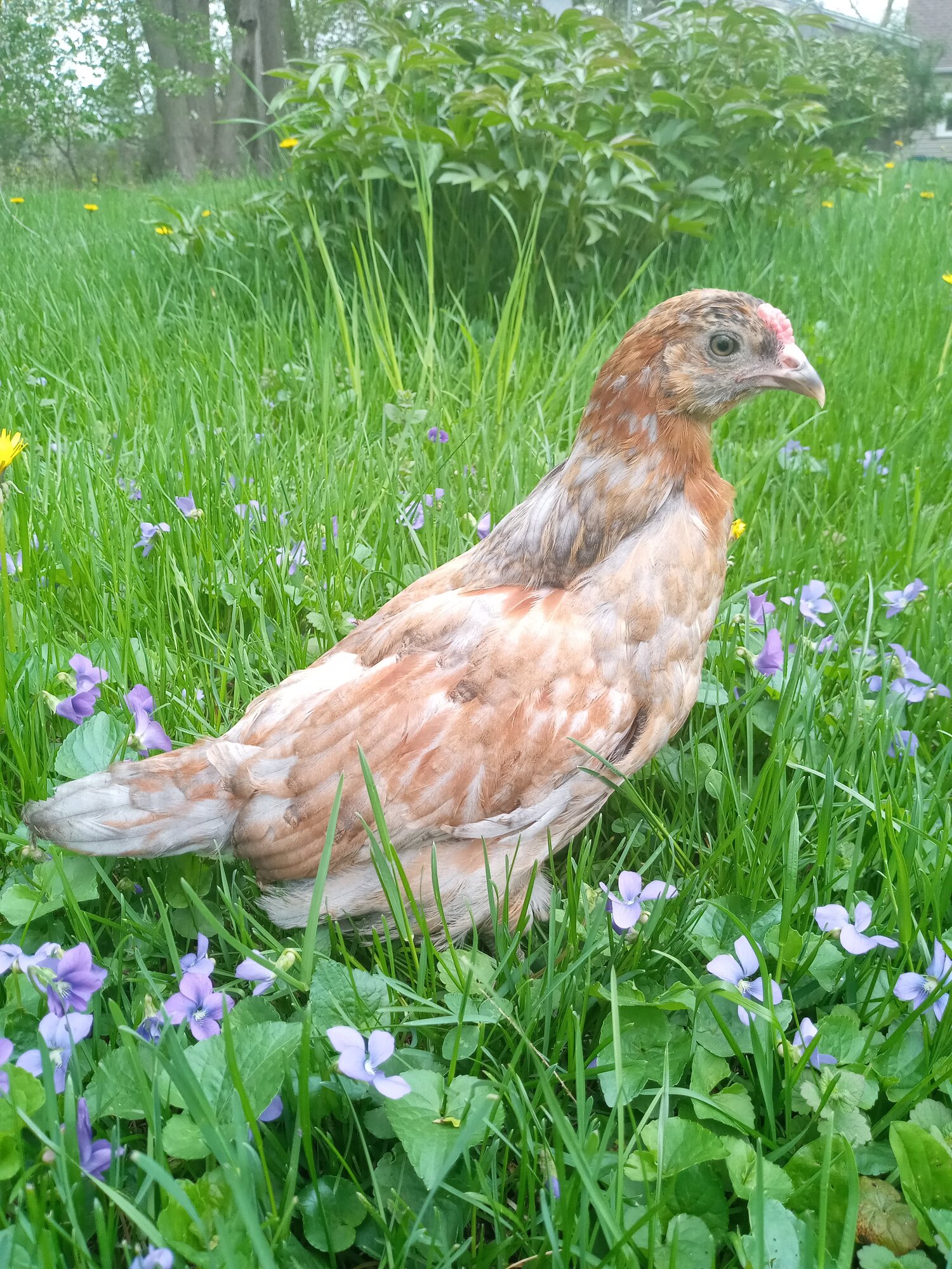 Some Poultry Are Red, Some Are Blue, But Let's Not Forget, They Can Be Barred Too! 134.jpg
