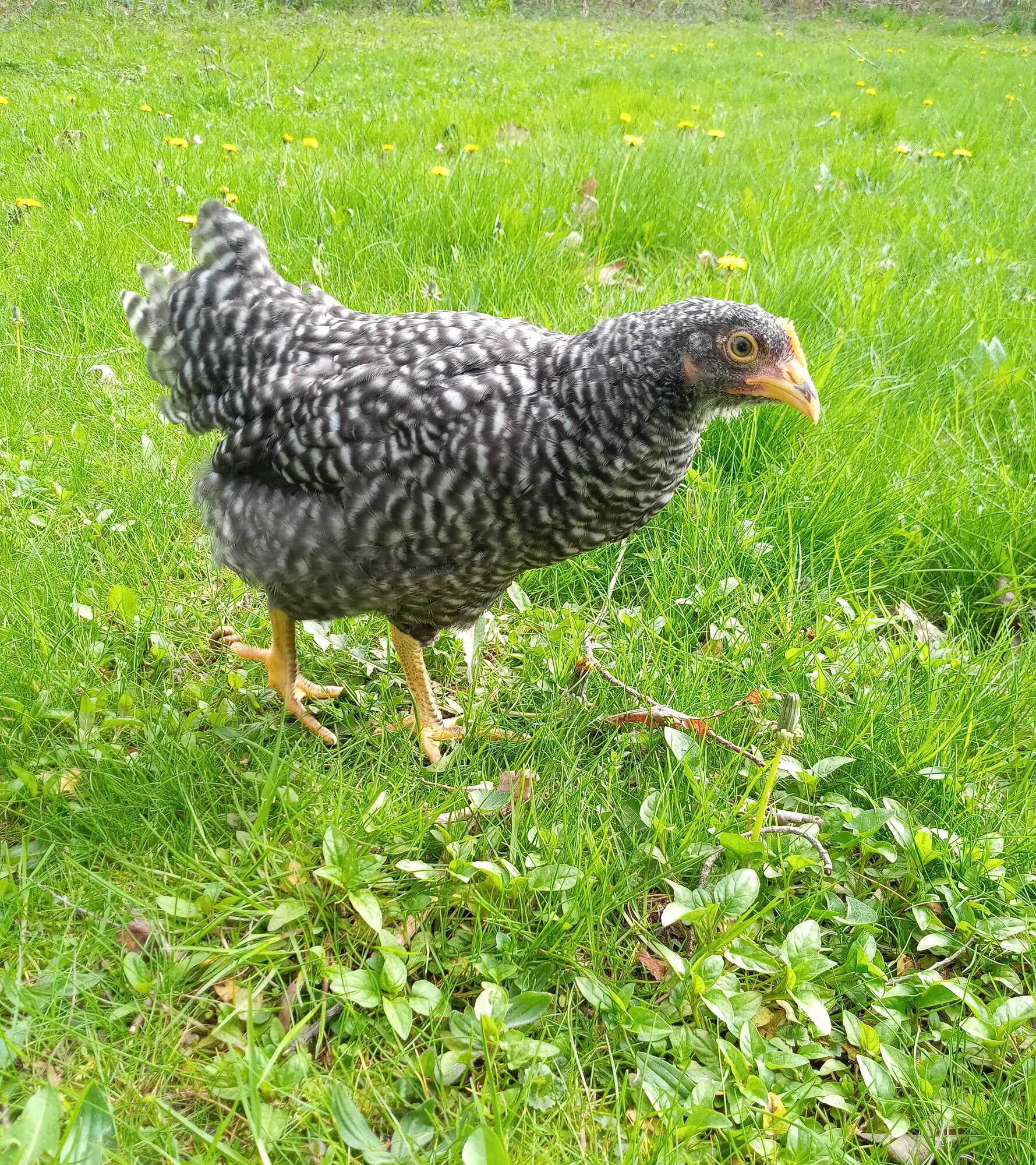 Some Poultry Are Red, Some Are Blue, But Let's Not Forget, They Can Be Barred Too! 135.jpg