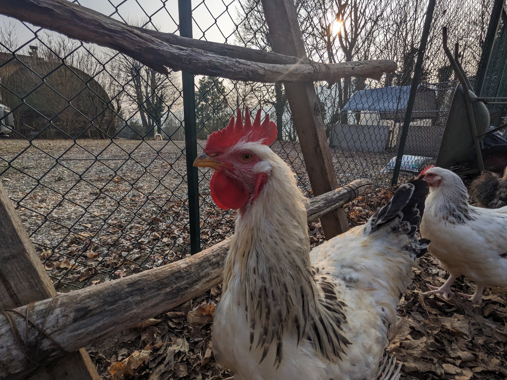 Some Poultry Are Red, Some Are Blue, But Let's Not Forget, They Can Be Barred Too! 138.jpg