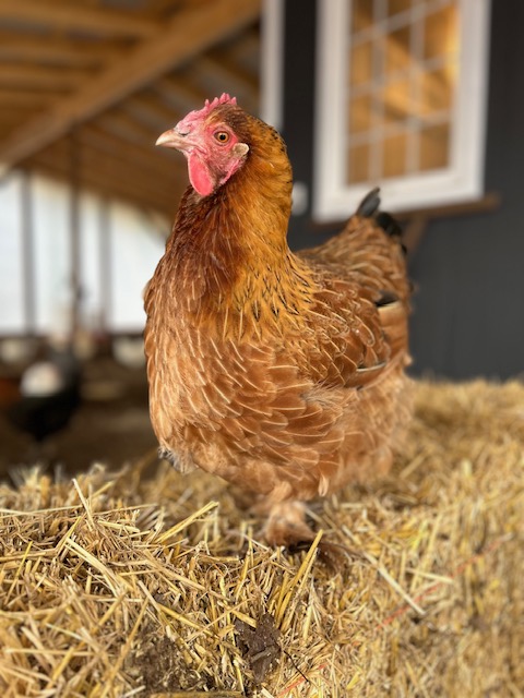 Some Poultry Are Red, Some Are Blue, But Let's Not Forget, They Can Be Barred Too! 139.jpg