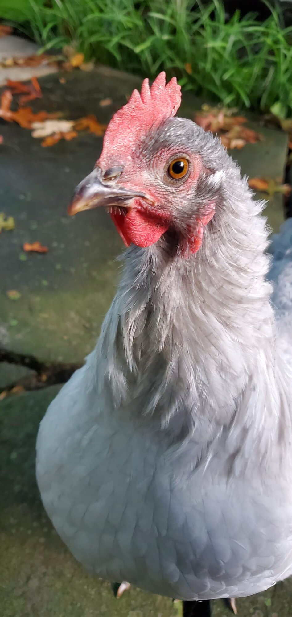 Some Poultry Are Red, Some Are Blue, But Let's Not Forget, They Can Be Barred Too! 14.jpg