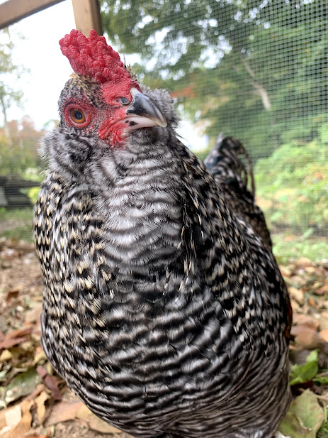 Some Poultry Are Red, Some Are Blue, But Let's Not Forget, They Can Be Barred Too! 140.jpg