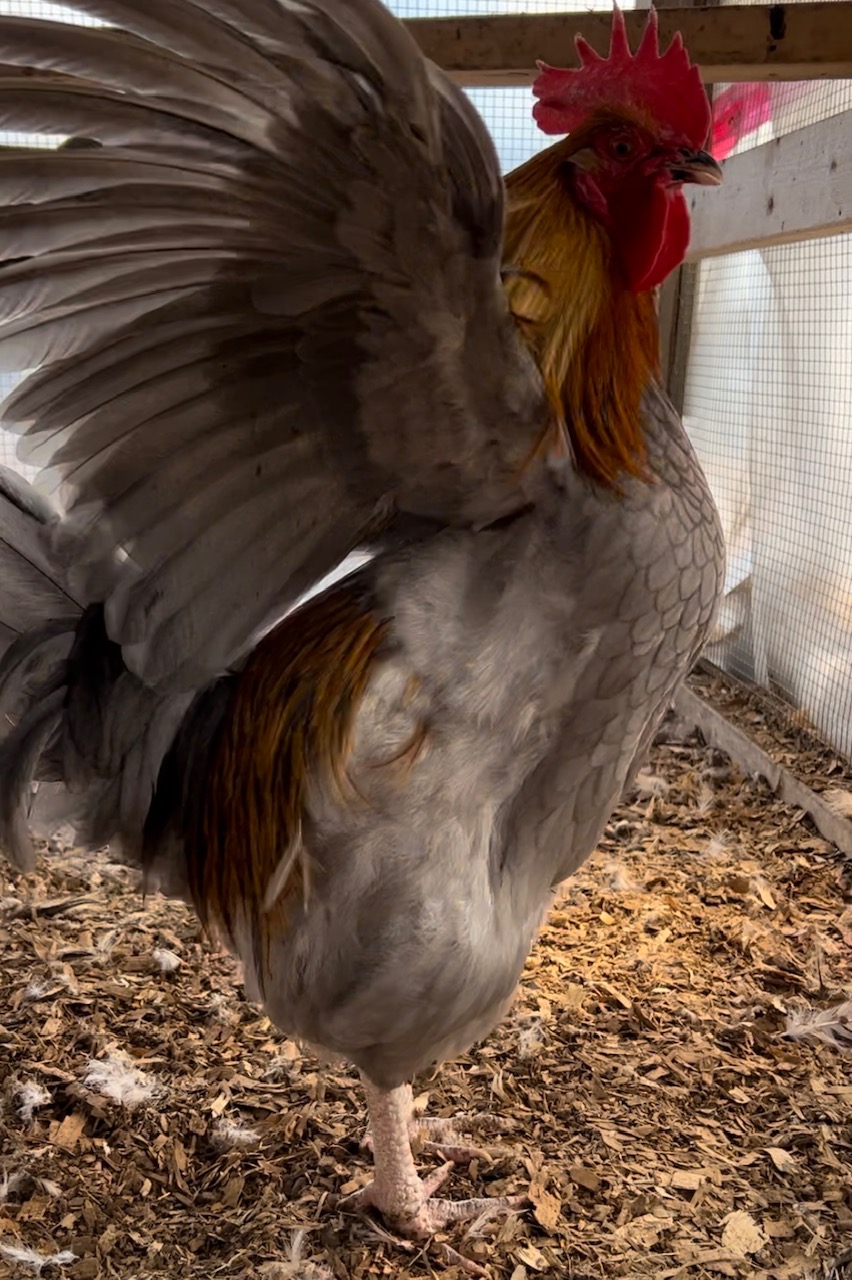 Some Poultry Are Red, Some Are Blue, But Let's Not Forget, They Can Be Barred Too! 141.jpg