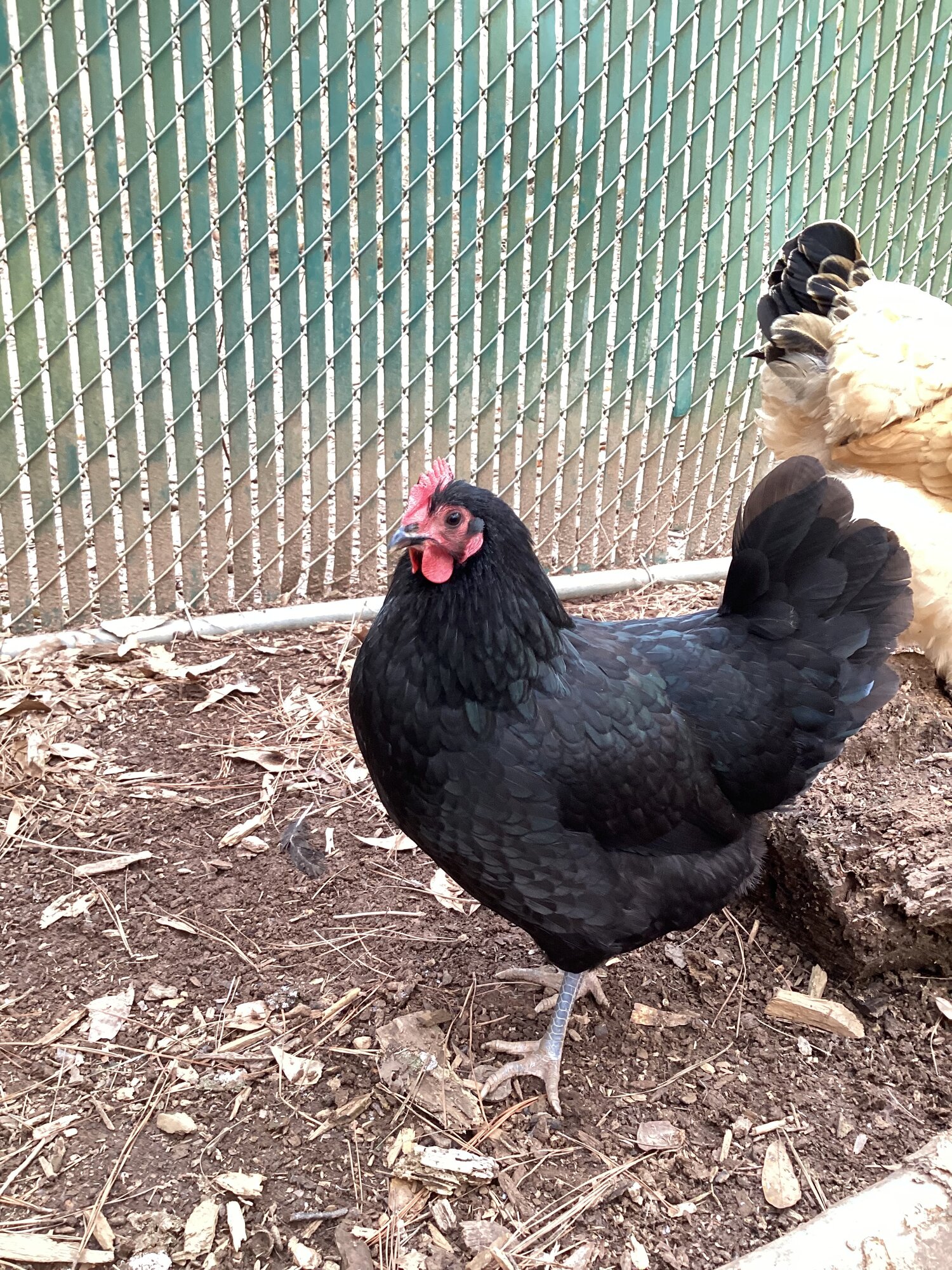 Some Poultry Are Red, Some Are Blue, But Let's Not Forget, They Can Be Barred Too! 142.jpg