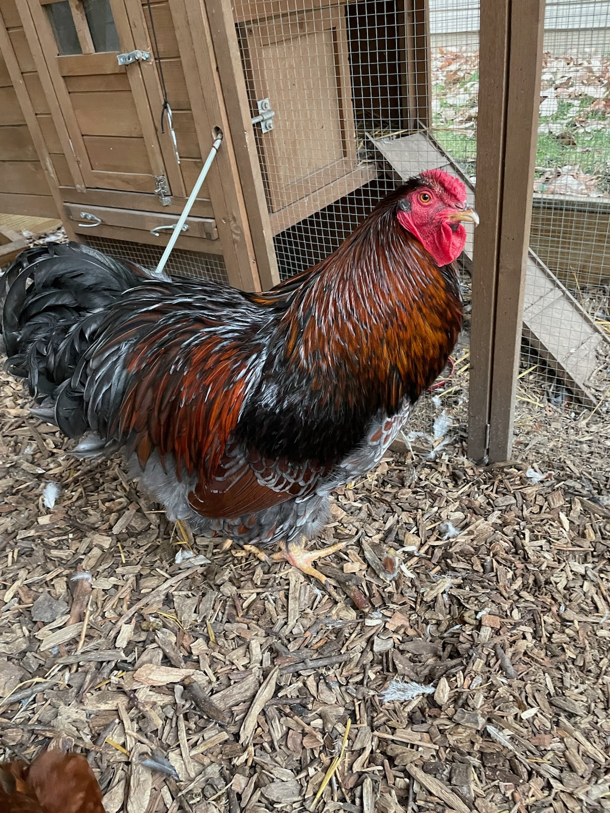 Some Poultry Are Red, Some Are Blue, But Let's Not Forget, They Can Be Barred Too! 143.jpg