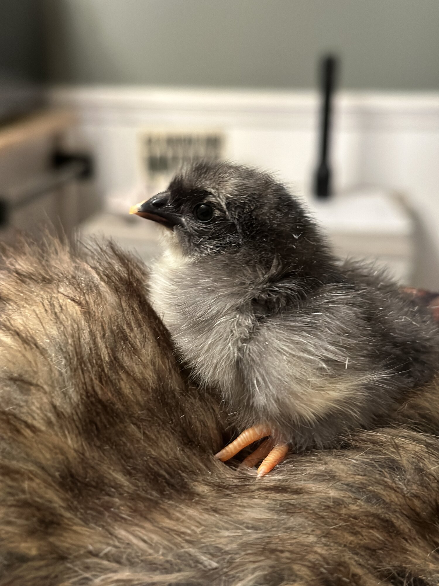 Some Poultry Are Red, Some Are Blue, But Let's Not Forget, They Can Be Barred Too! 144.jpg
