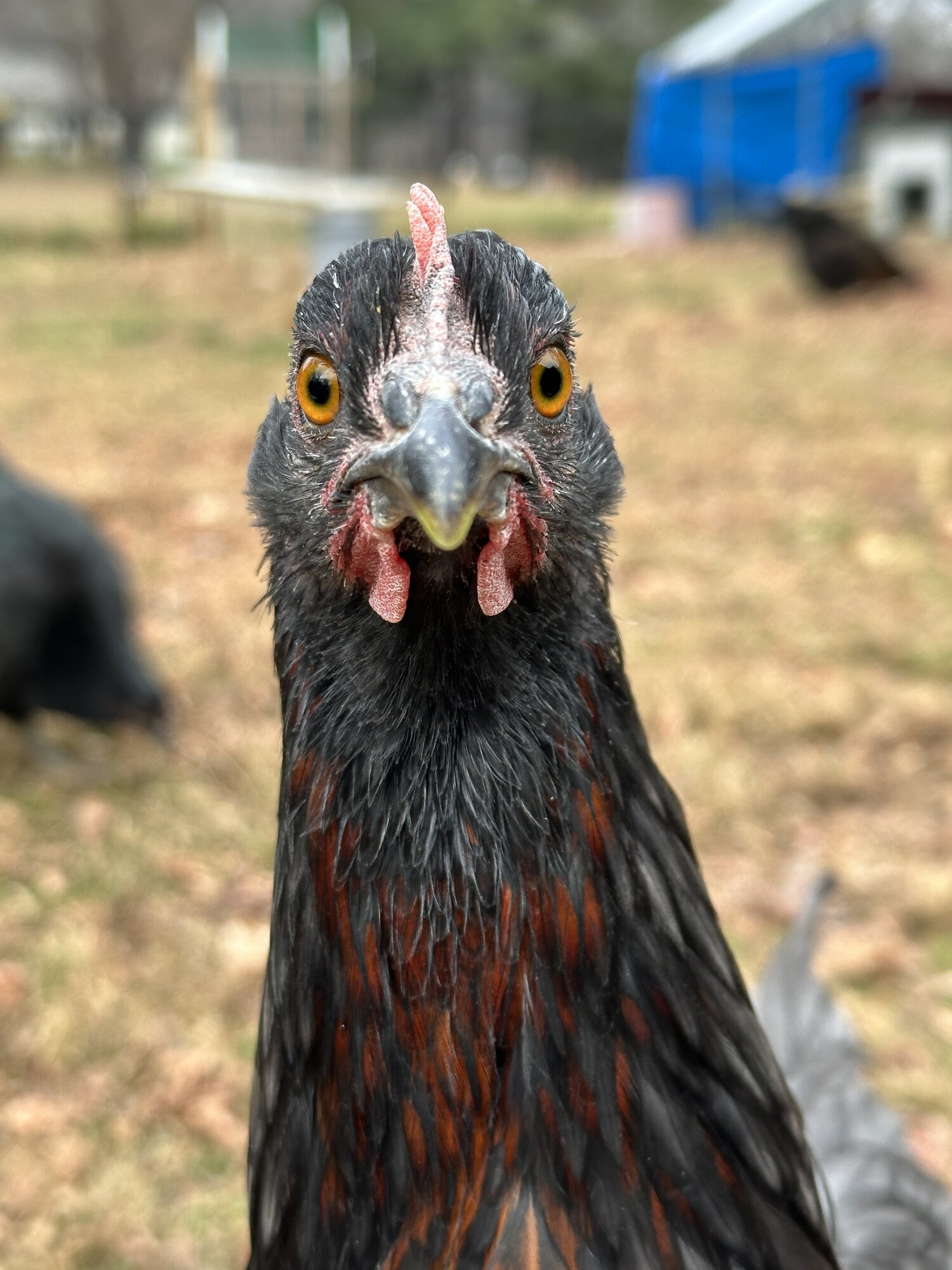Some Poultry Are Red, Some Are Blue, But Let's Not Forget, They Can Be Barred Too! 145.jpg