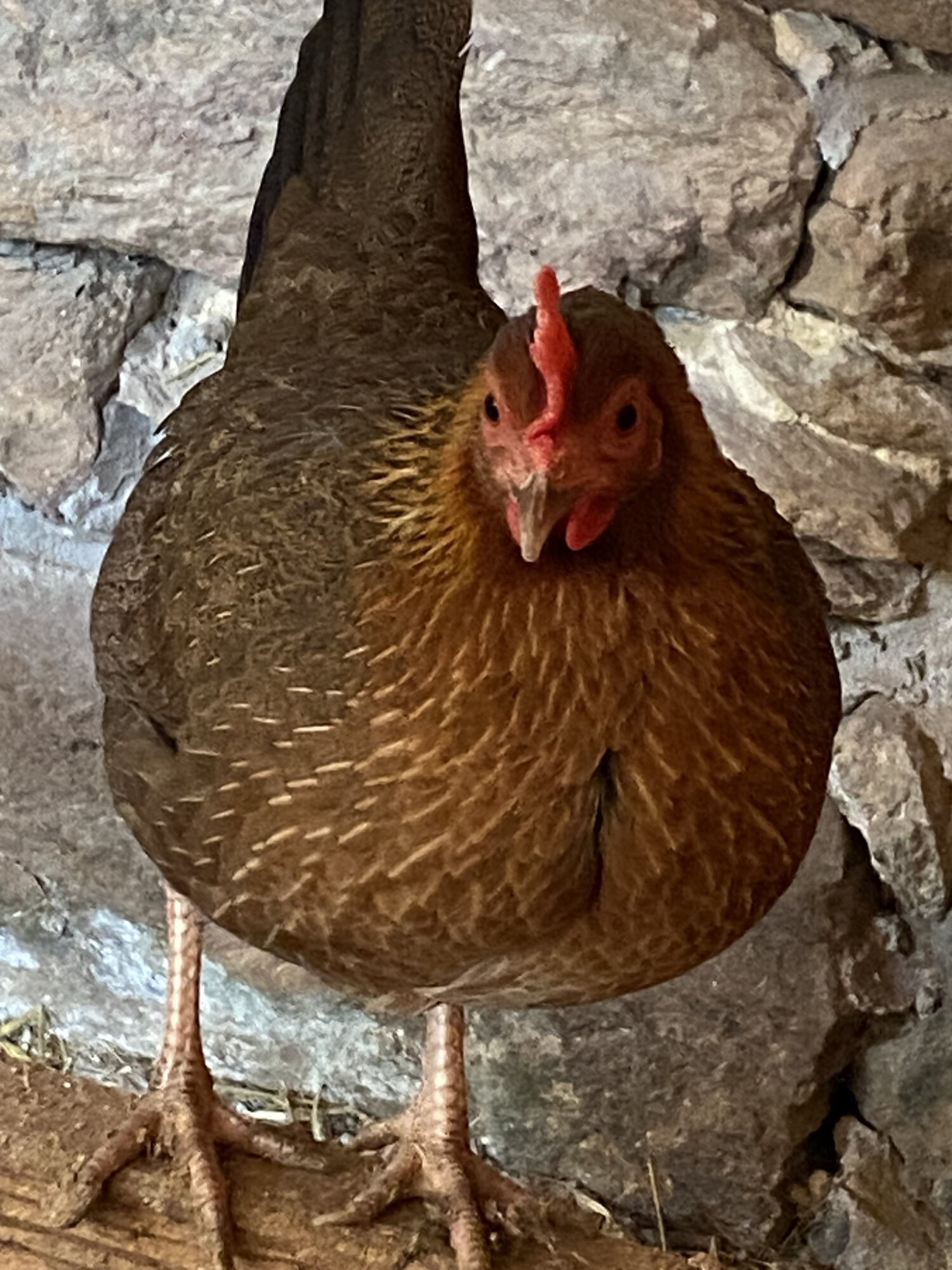 Some Poultry Are Red, Some Are Blue, But Let's Not Forget, They Can Be Barred Too! 146.jpg