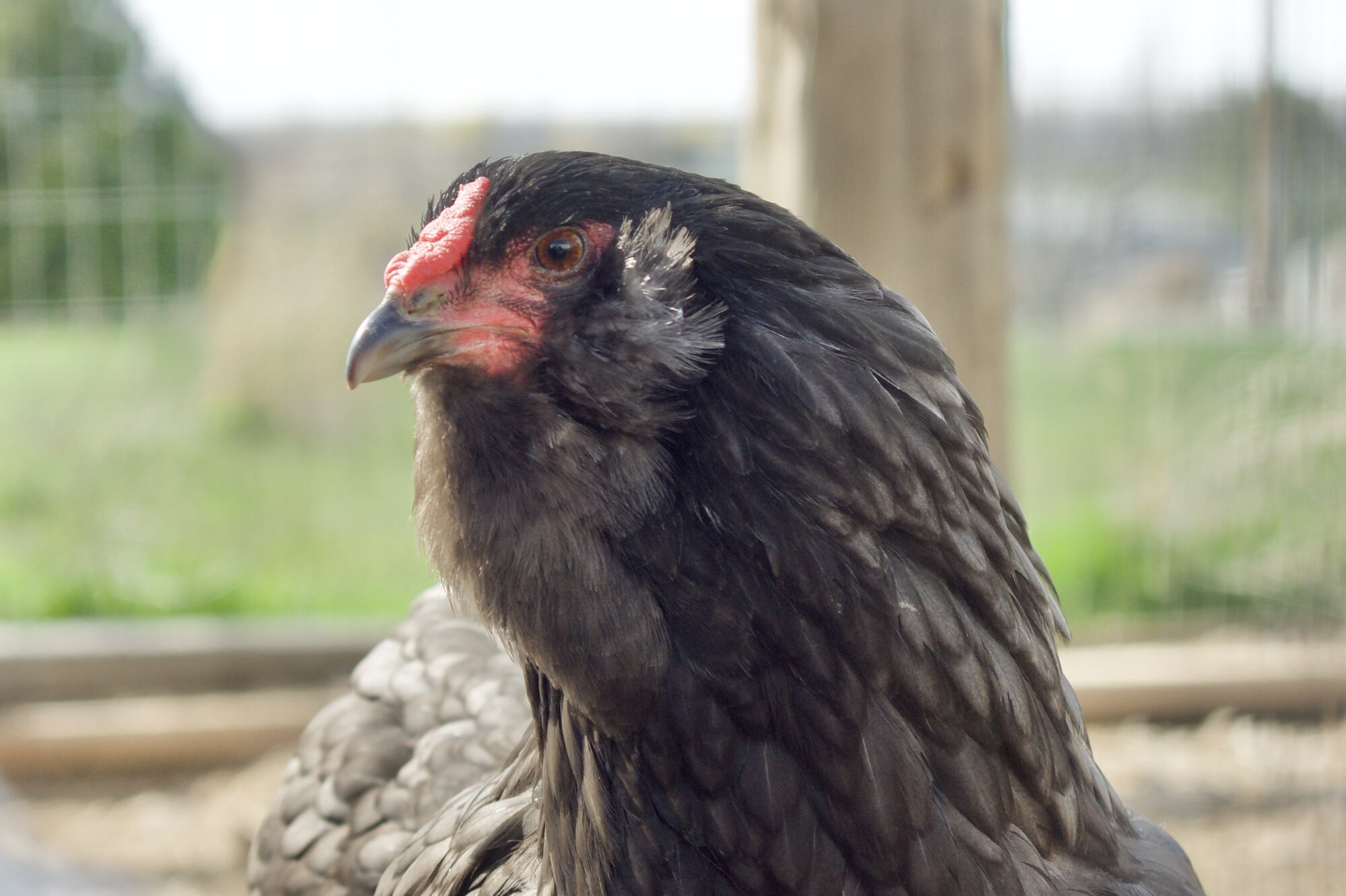 Some Poultry Are Red, Some Are Blue, But Let's Not Forget, They Can Be Barred Too! 148.jpg