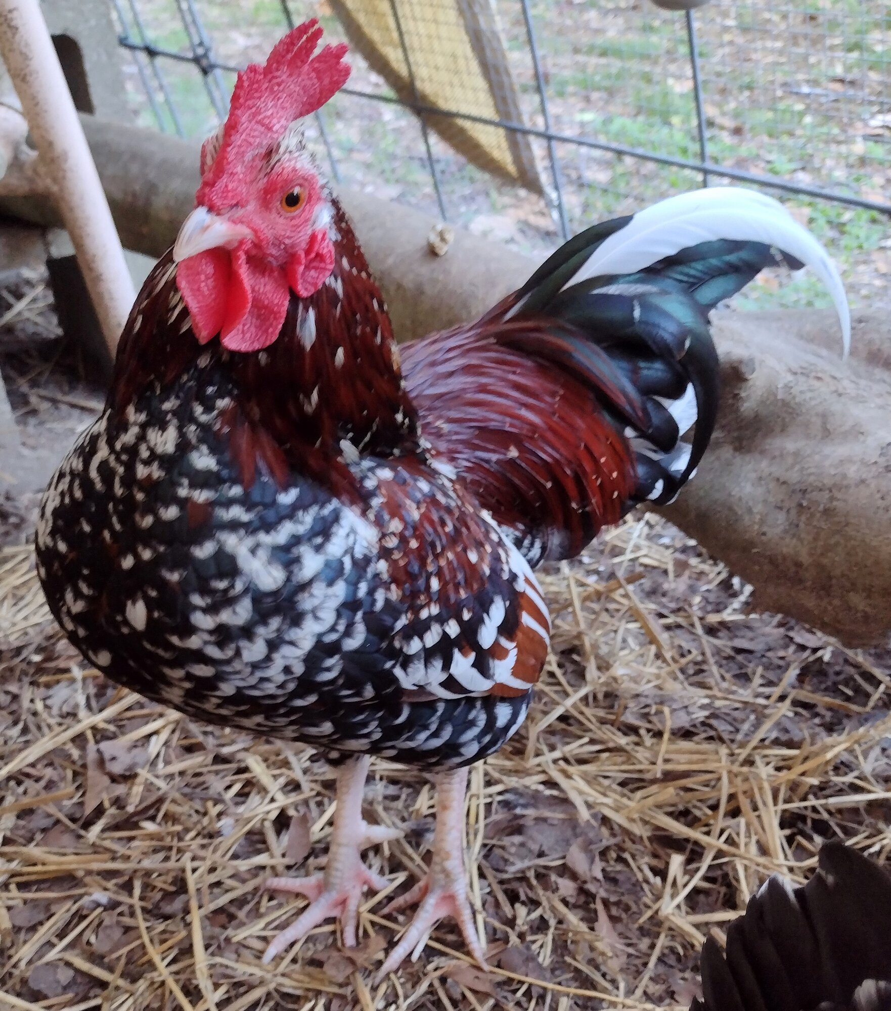 Some Poultry Are Red, Some Are Blue, But Let's Not Forget, They Can Be Barred Too! 149.jpg