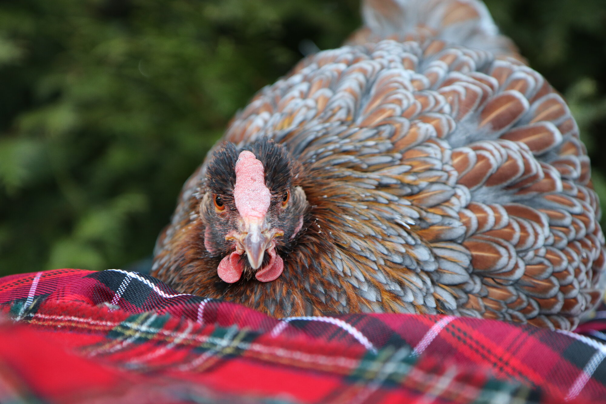 Some Poultry Are Red, Some Are Blue, But Let's Not Forget, They Can Be Barred Too! 15.jpg