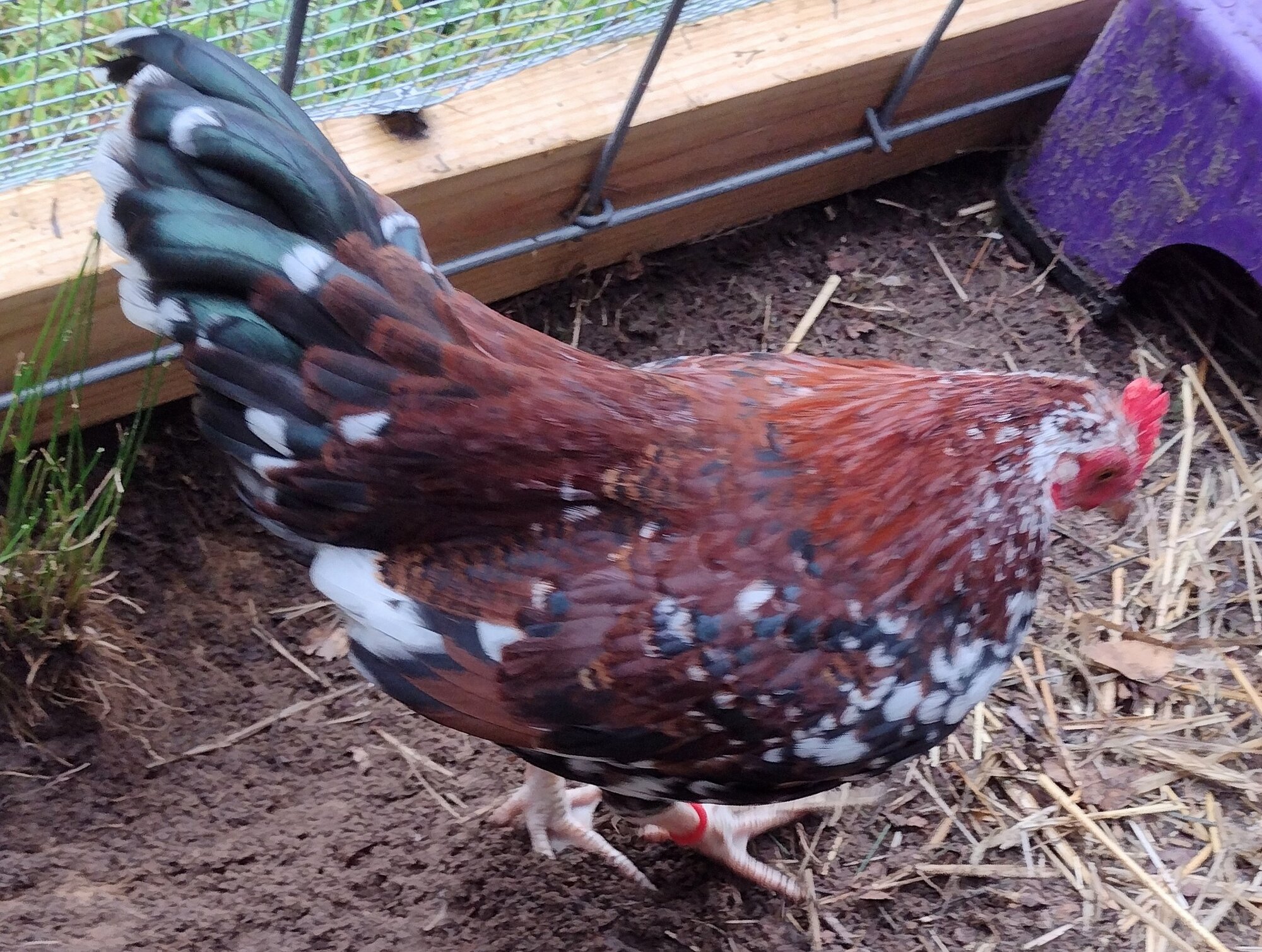Some Poultry Are Red, Some Are Blue, But Let's Not Forget, They Can Be Barred Too! 150.jpg