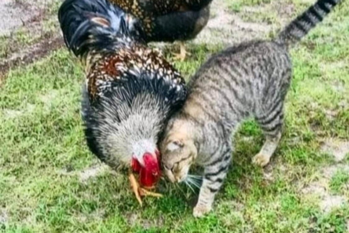 Some Poultry Are Red, Some Are Blue, But Let's Not Forget, They Can Be Barred Too! 152.jpg