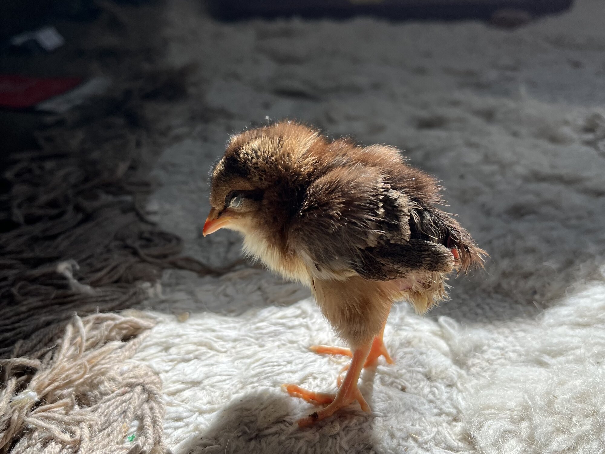 Some Poultry Are Red, Some Are Blue, But Let's Not Forget, They Can Be Barred Too! 154.jpg