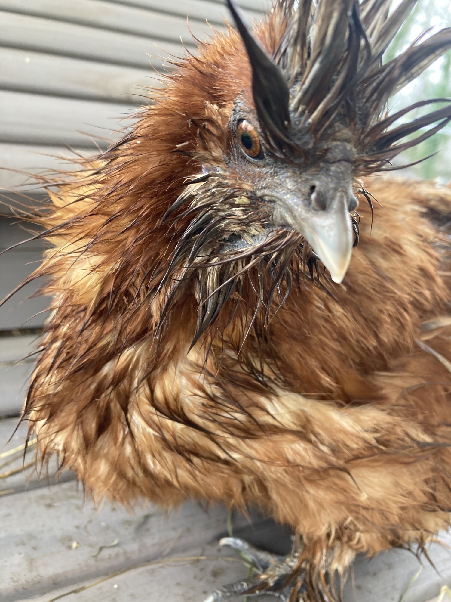Some Poultry Are Red, Some Are Blue, But Let's Not Forget, They Can Be Barred Too! 156.jpg