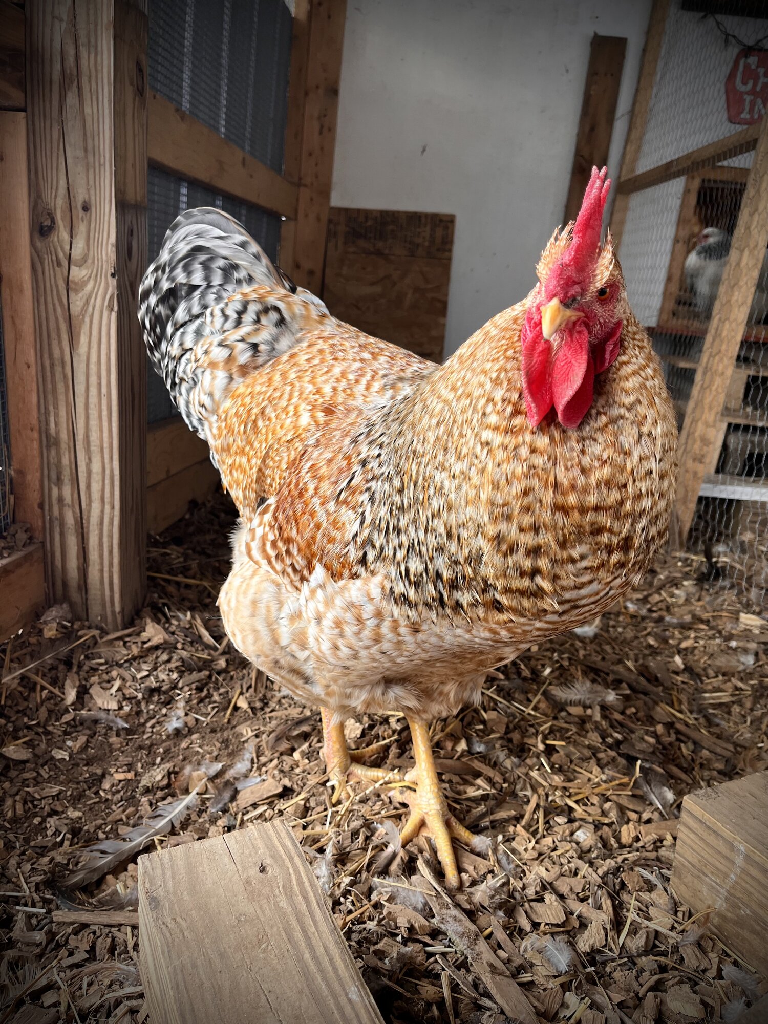 Some Poultry Are Red, Some Are Blue, But Let's Not Forget, They Can Be Barred Too! 16.jpg