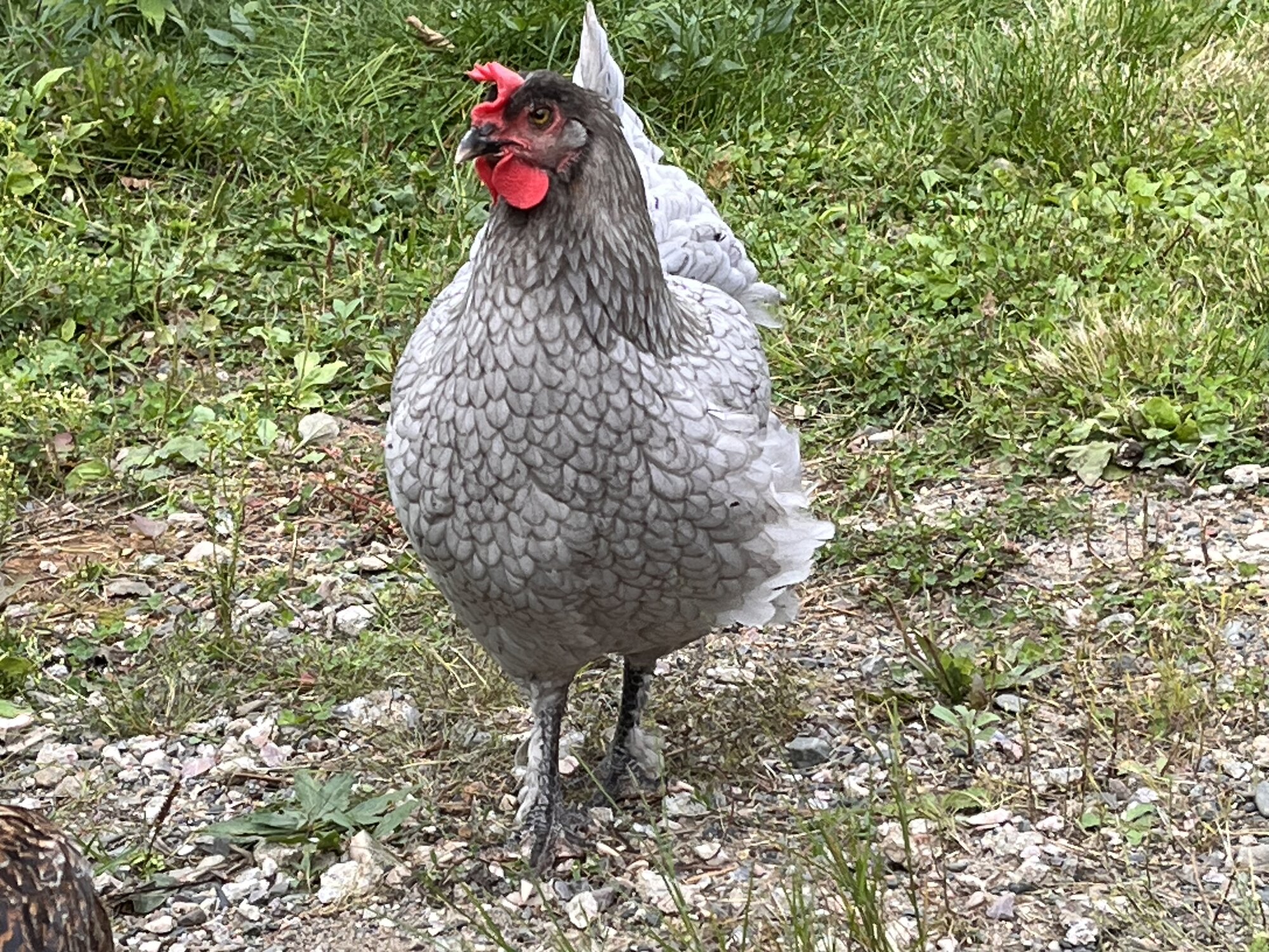 Some Poultry Are Red, Some Are Blue, But Let's Not Forget, They Can Be Barred Too! 17.jpg