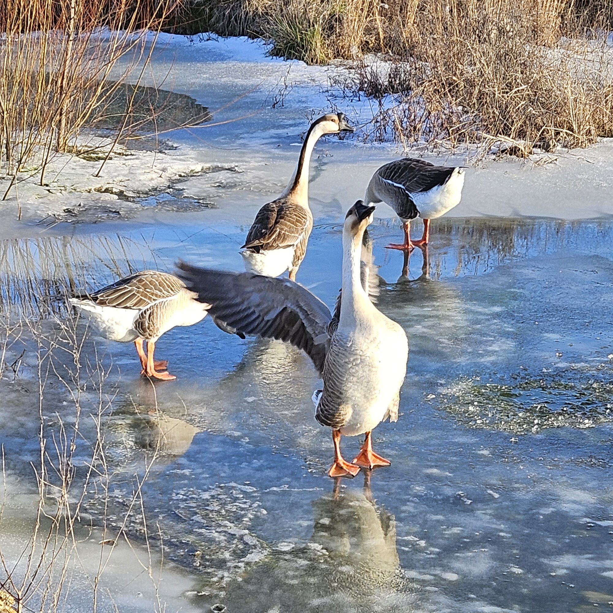 Some Poultry Are Red, Some Are Blue, But Let's Not Forget, They Can Be Barred Too! 19.jpg
