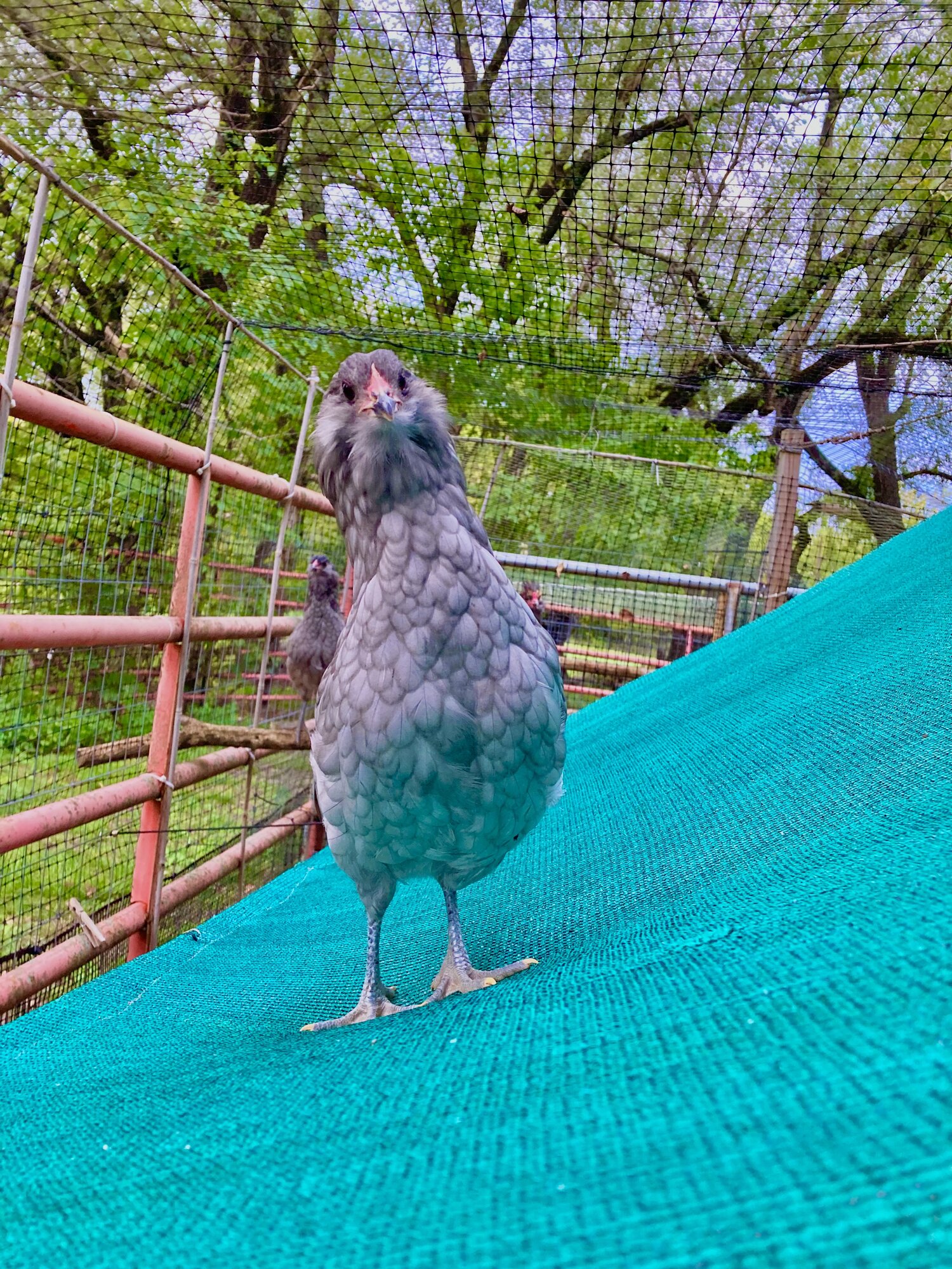 Some Poultry Are Red, Some Are Blue, But Let's Not Forget, They Can Be Barred Too! 2.jpg