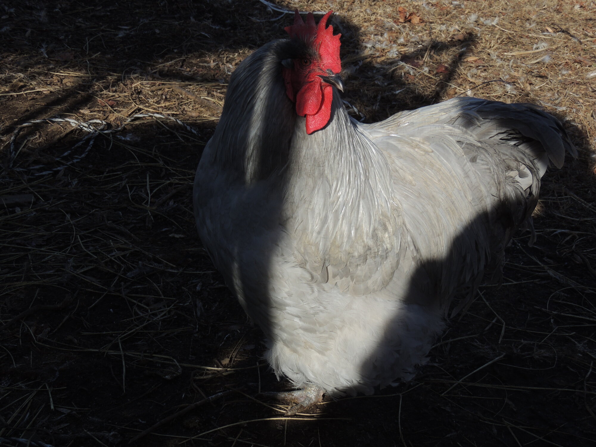 Some Poultry Are Red, Some Are Blue, But Let's Not Forget, They Can Be Barred Too! 21.jpg