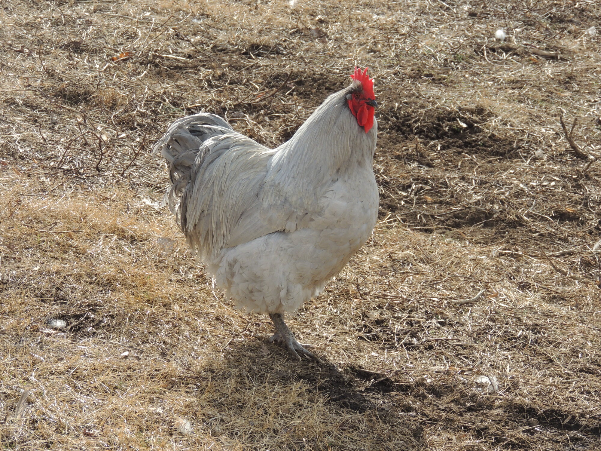Some Poultry Are Red, Some Are Blue, But Let's Not Forget, They Can Be Barred Too! 22.jpg