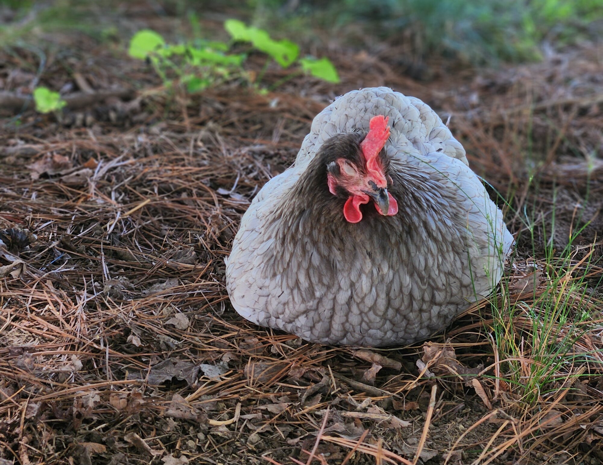 Some Poultry Are Red, Some Are Blue, But Let's Not Forget, They Can Be Barred Too! 24.jpg