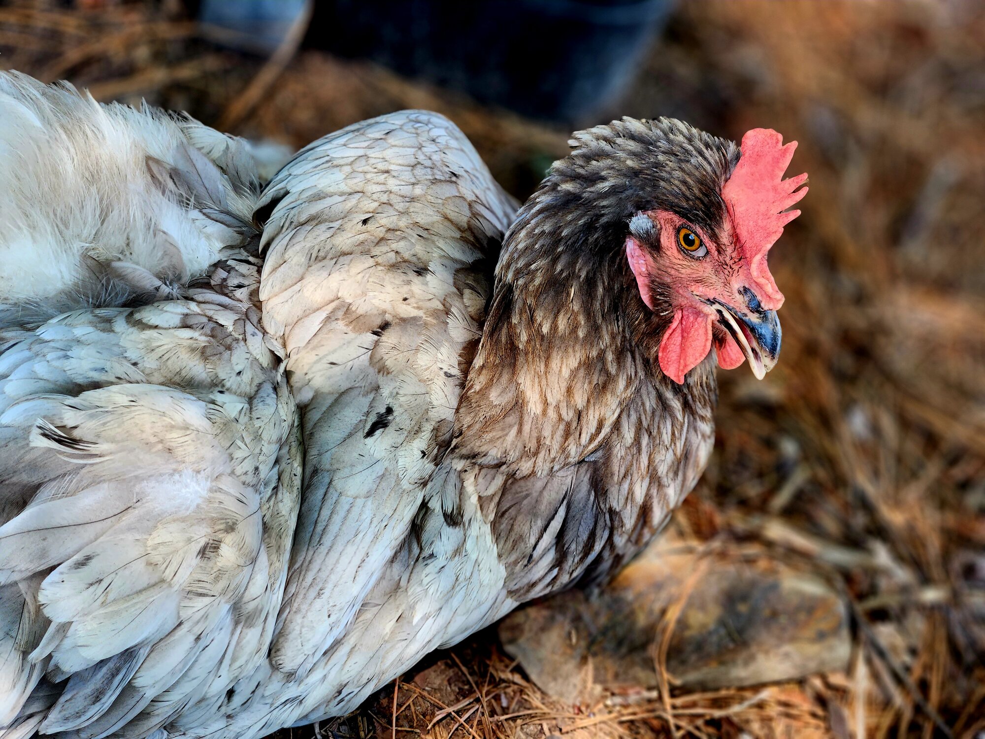 Some Poultry Are Red, Some Are Blue, But Let's Not Forget, They Can Be Barred Too! 25.jpg