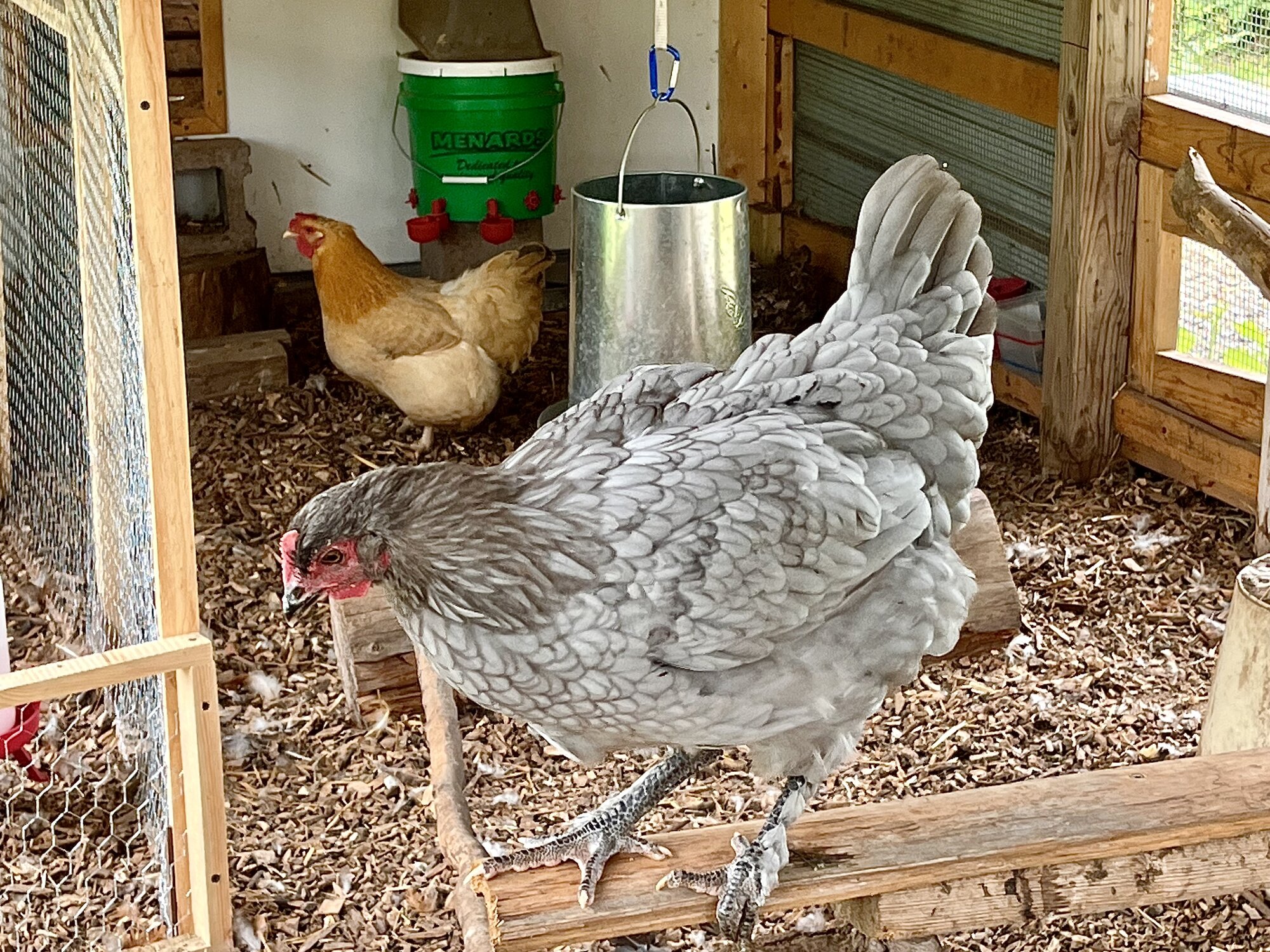 Some Poultry Are Red, Some Are Blue, But Let's Not Forget, They Can Be Barred Too! 26.jpg