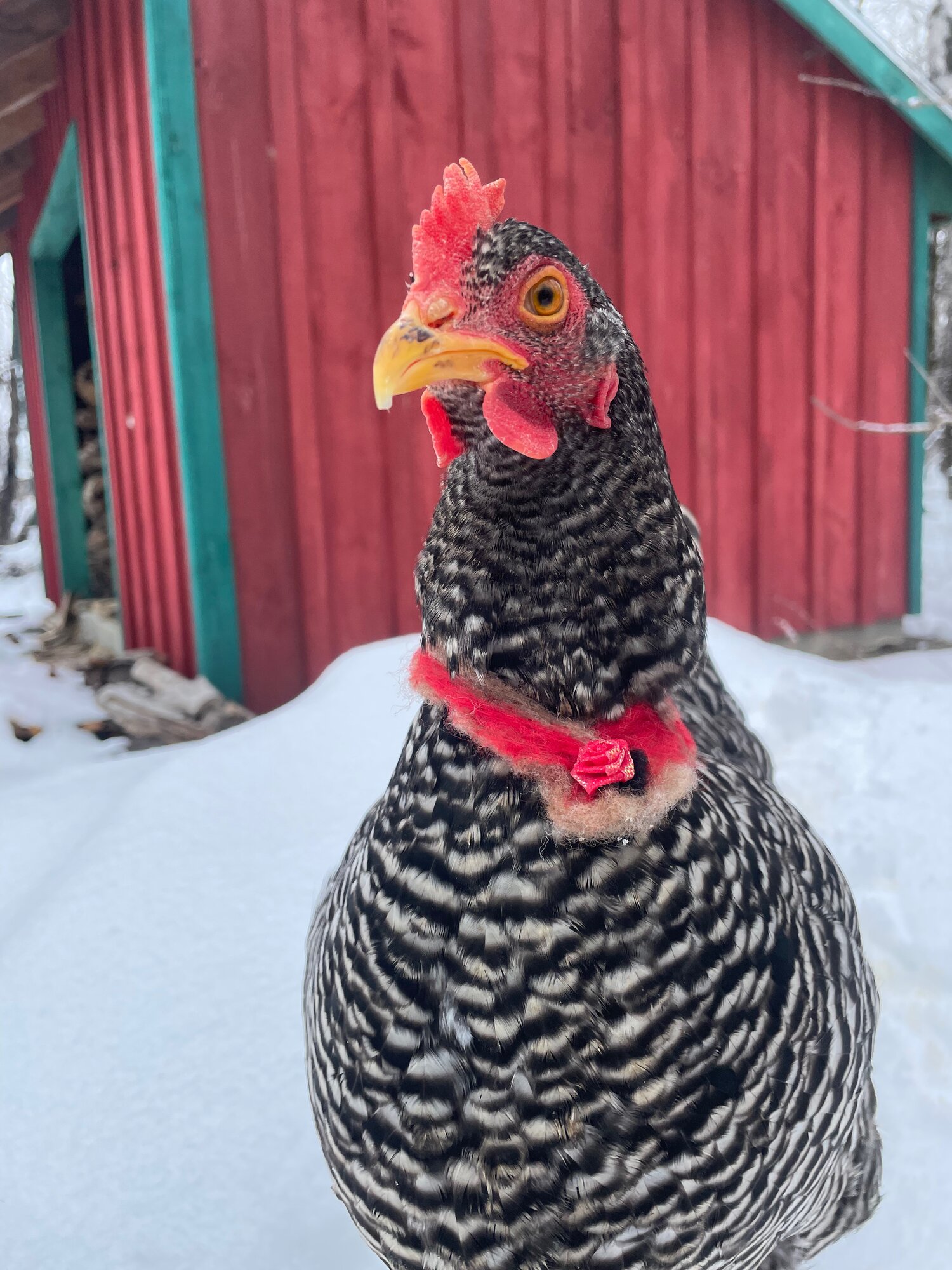Some Poultry Are Red, Some Are Blue, But Let's Not Forget, They Can Be Barred Too! 27.jpg