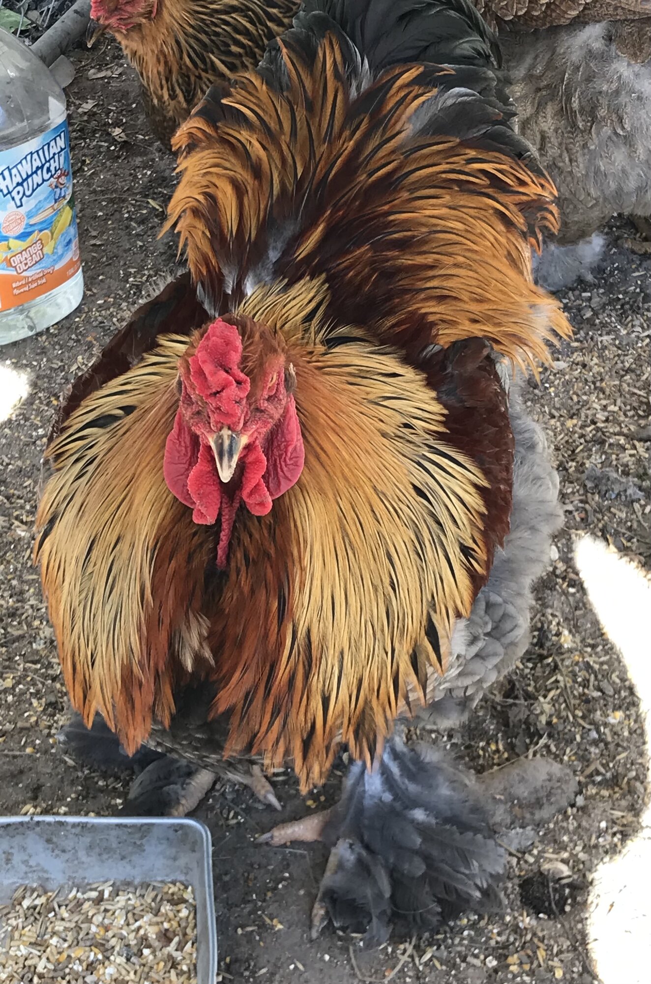 Some Poultry Are Red, Some Are Blue, But Let's Not Forget, They Can Be Barred Too! 28.jpg