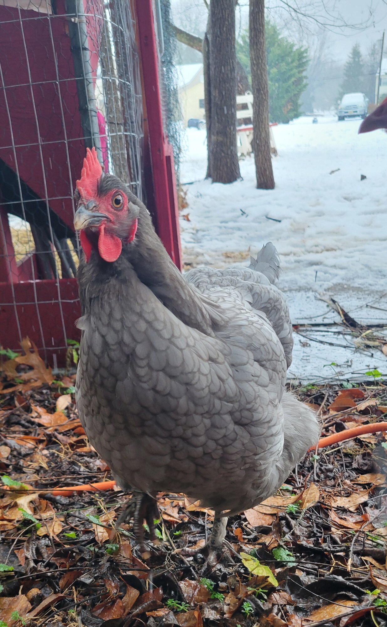 Some Poultry Are Red, Some Are Blue, But Let's Not Forget, They Can Be Barred Too! 29.jpg
