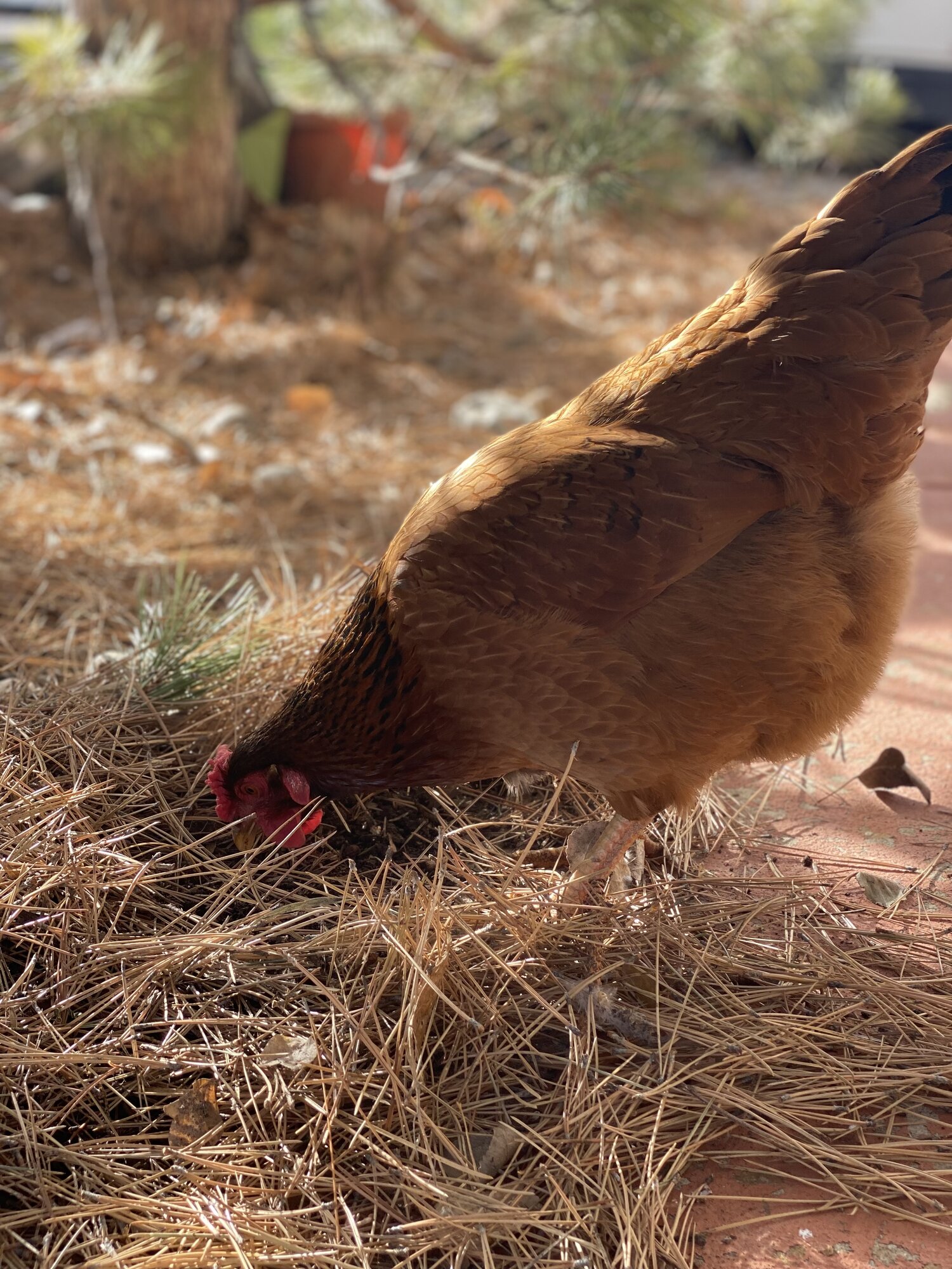 Some Poultry Are Red, Some Are Blue, But Let's Not Forget, They Can Be Barred Too! 3.jpg