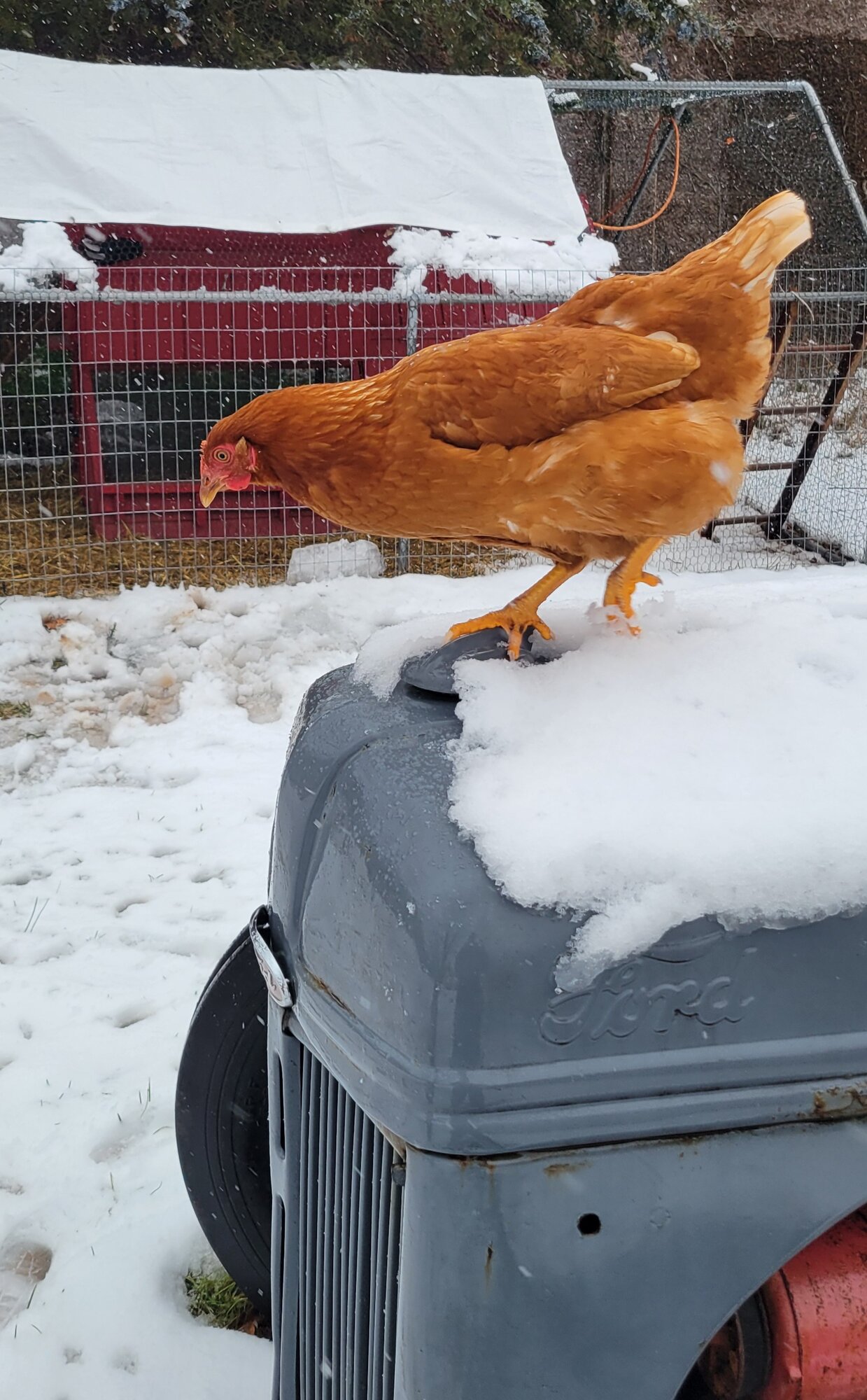 Some Poultry Are Red, Some Are Blue, But Let's Not Forget, They Can Be Barred Too! 31.jpg