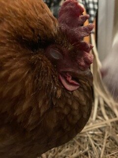 Some Poultry Are Red, Some Are Blue, But Let's Not Forget, They Can Be Barred Too! 33.jpg