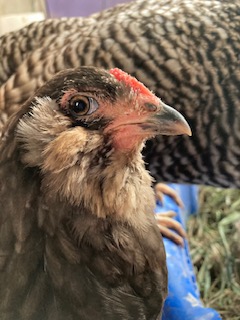 Some Poultry Are Red, Some Are Blue, But Let's Not Forget, They Can Be Barred Too! 34.jpg