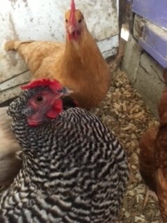 Some Poultry Are Red, Some Are Blue, But Let's Not Forget, They Can Be Barred Too! 35.jpg