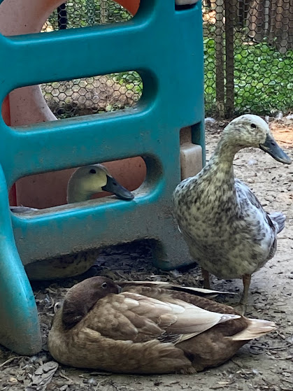 Some Poultry Are Red, Some Are Blue, But Let's Not Forget, They Can Be Barred Too! 36.jpg